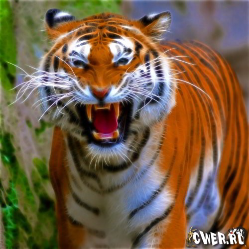 tiger