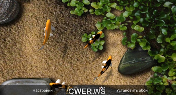 Koi Live Wallpaper