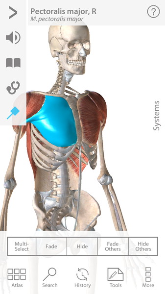 Human Anatomy6